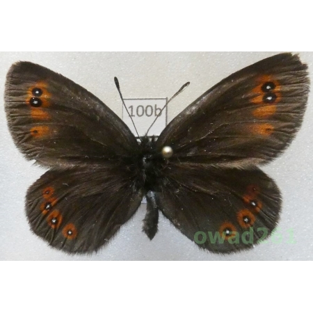 Erebia oeme (Hübner, 1804) Bulgaria100b